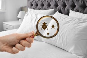 Bed-Bug-Treatment-in-Oahu